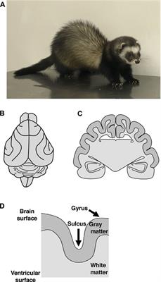 Investigation of the Mechanisms Underlying the Development and Evolution of the Cerebral Cortex Using Gyrencephalic Ferrets